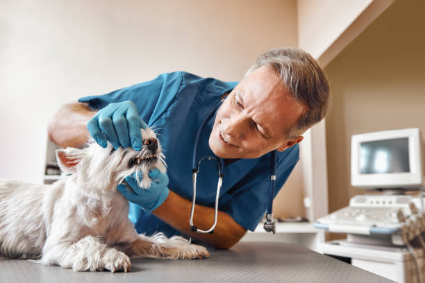 Best Emergency Dental Care for Abscessed Tooth in Louisville, NE